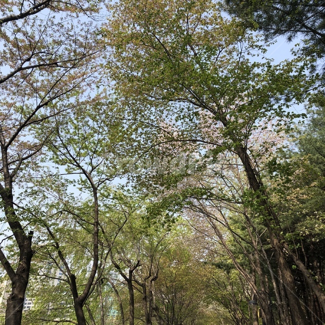 나무,벚꽃,봄,하늘,소풍