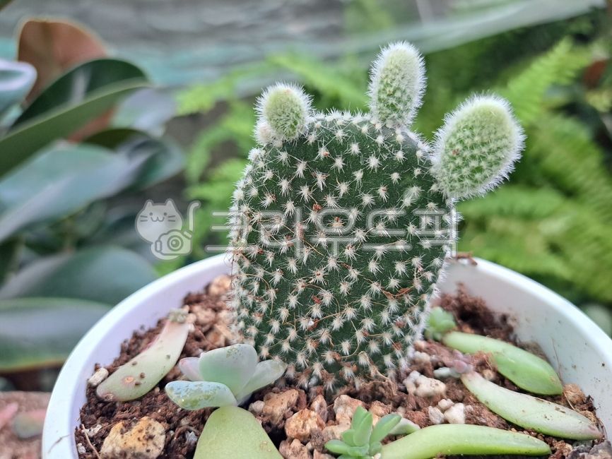 백도선,선인장,흰복숭아부채모양,다육식물,토끼선인장,눈사람선인장,honeybunny