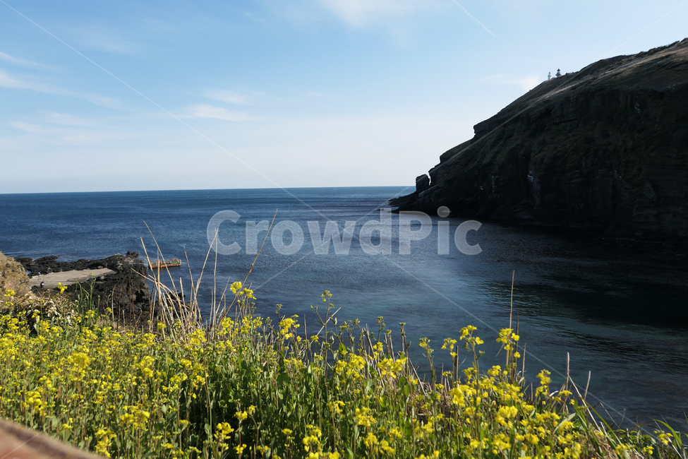 cheju,제주도,유채꽃,섬,rapeblossoms,island,자연,풍경,nature,landscape