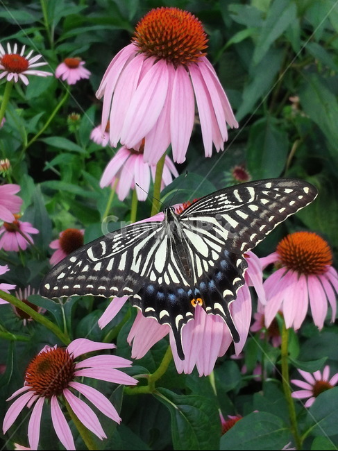 나비,꽃,날개,동물,호랑나비,tigerswallowtail,butterfly,꽃에앉은나비,국화,여유로움,식물,자연,plants,nature,꽃,flower,동물,animal,곤충,벌레,insect,bug