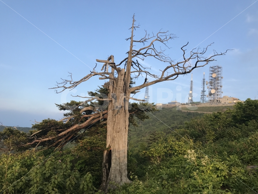 함백산,정선,주목,일몰,정상,식물,자연,plants,nature