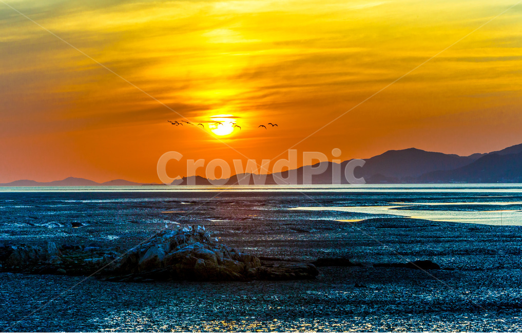 영종도,철새,석양,낙조,갯벌,풍경,감성,환경,바닷가,자연,풍경,nature,landscape,한국자연풍경,한국자연경관,korea nature landscape,sunlight,햇빛,outdoors,옥외
