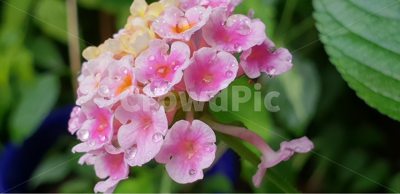 란타나꽃,그린,빗방울,여름꽃,열대성식물,분홍색,flower,배경,배경이미지,배경화면,색감,바탕,텍스쳐,질감,패턴,이미지,식물,자연,plants,nature,꽃,flower