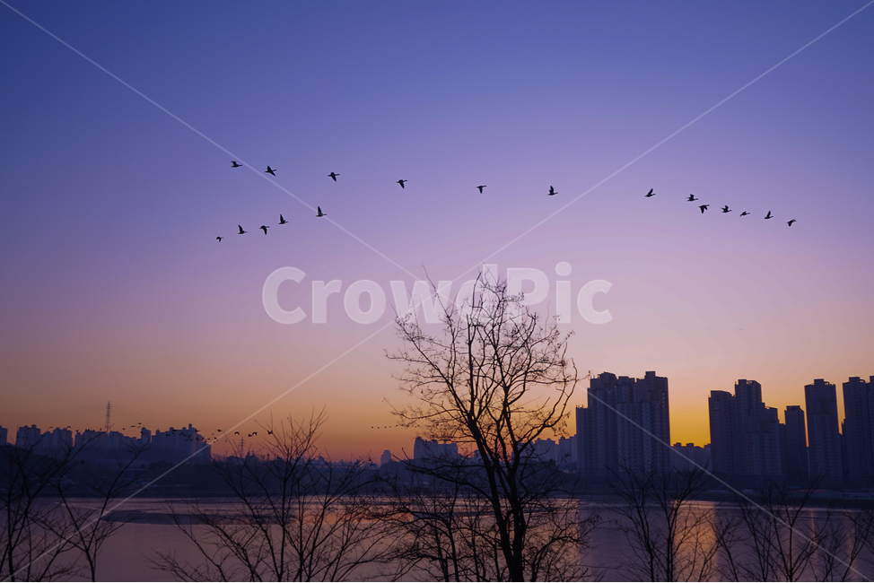 호수,여명,새벽,저수지,나무,수변,건물,하늘,풍경,겨울,계절,야경,밤,풍경,nightscape,night,landscape,도시,city,bird,새,animal,동물,flock,대군
