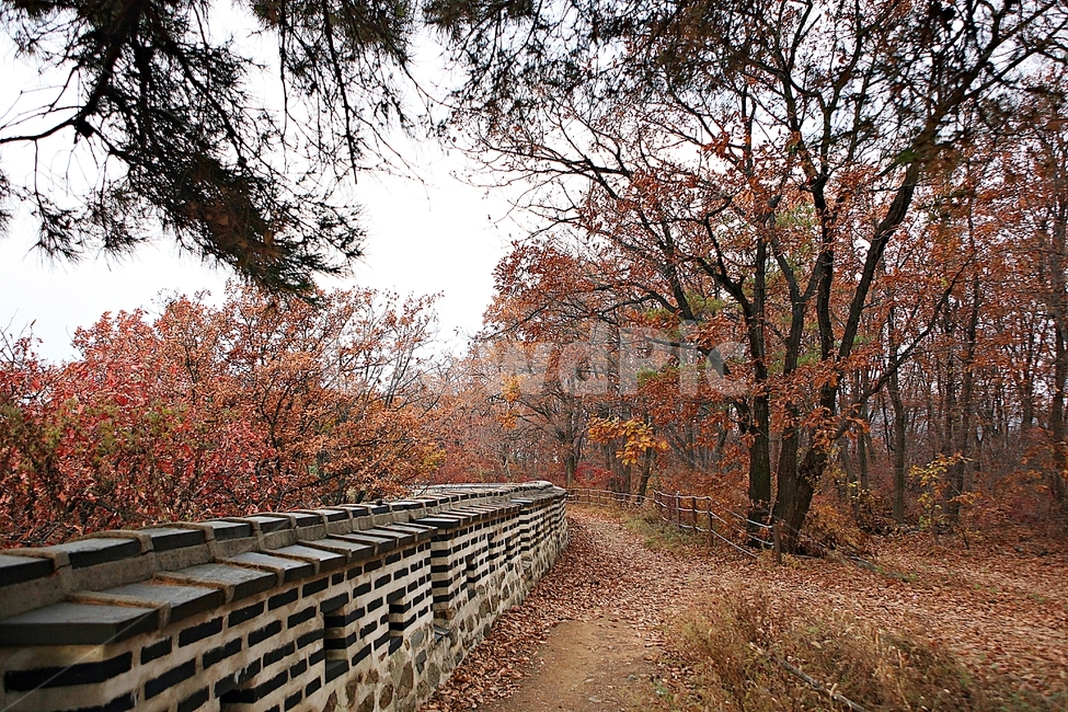 남한산성,성,성곽,단풍,낙엽,길,둘레길,숲,숲길,담,돌담,가을,자연,풍경,벽,울긋불긋,산성,식물,가을,계절,fall,autumn,season,한국전통,한국문화,korean traditional,korean culture,tree,나무,plant