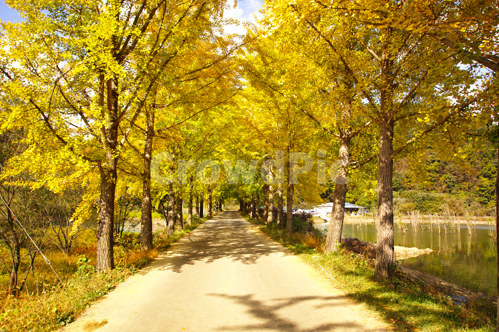 은행,은행나무,나무,가을,단풍,단풍놀이,tree,plant,식물,가을,계절,fall,autumn,season,자연,풍경,nature,landscape