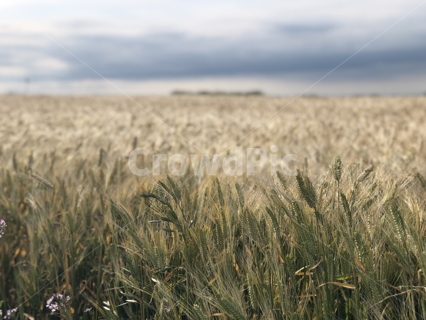 식물,보리,가파도,제주도,곡물,청보리,식물,자연,plants,nature,곡류,곡식,cereals