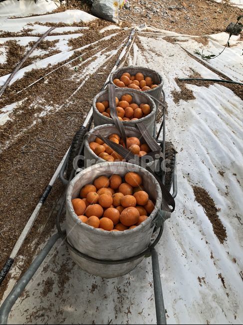 귤,노동,수확,땀,농사,음식,식재료,요리,food,cook,meal,dishes,food reserves,과일,열매,fruit