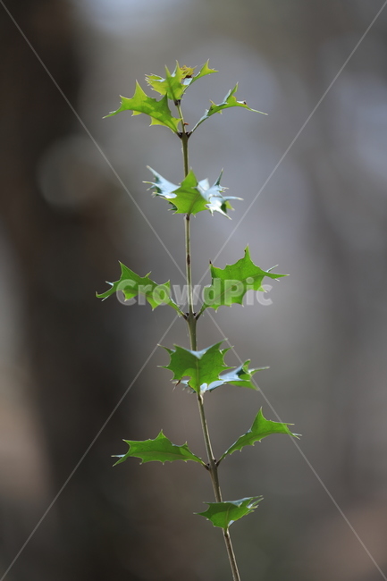 식물,햇살,봄,따뜻한,감성,식물,자연,plants,nature