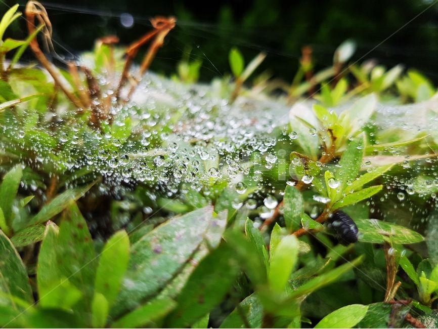 물방울,물,수분,식물,거미줄,식물,자연,plants,nature