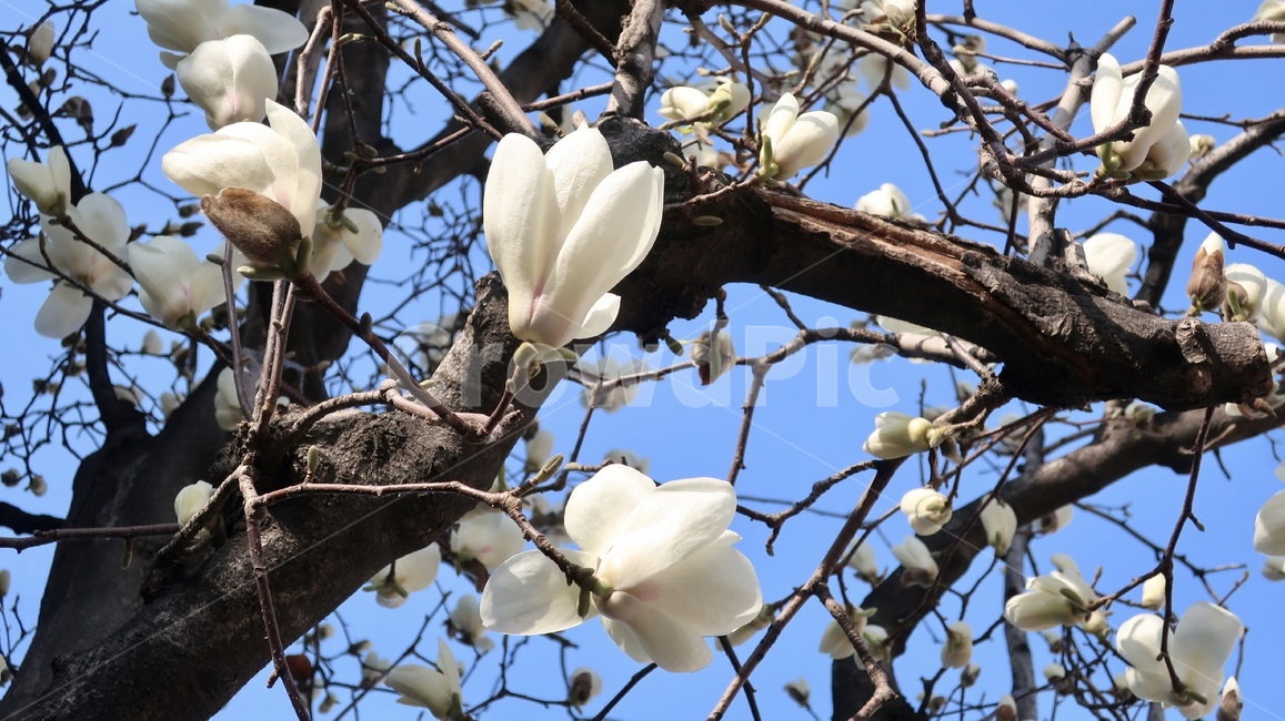 목련,목련나무,하얀꽃,꽃,하늘,봄,계절,spring,season,식물,자연,plants,nature,꽃,flower,plant