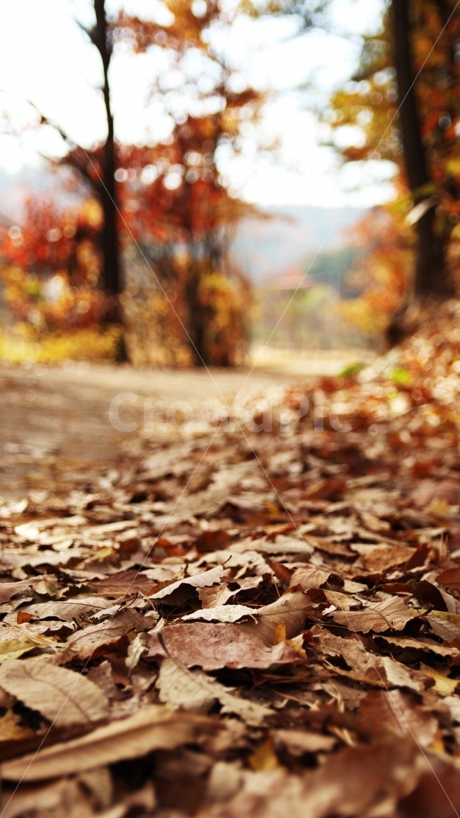 가을,가을풍경,가을배경,낙엽,길,낙엽길,가을,계절,fall,autumn,season,ground,바닥,plant,식물,leaf,잎