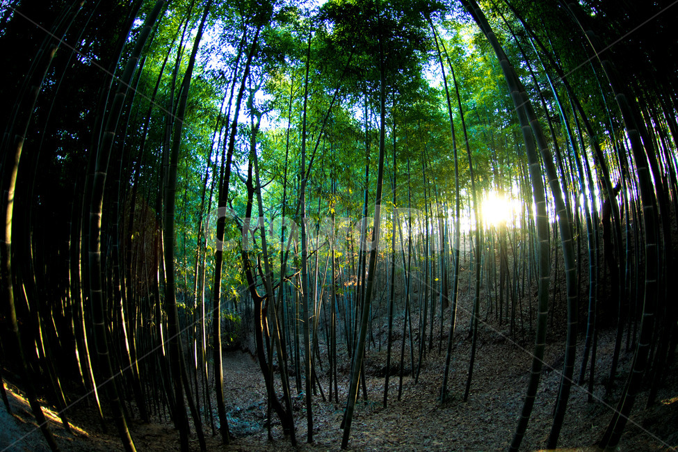 봄,죽녹원,녹색,대나무,빛내림,빛,일몰,봄,계절,spring,season,자연,풍경,nature,landscape,휴식,힐링,rest,relaxation,healing,plant,식물