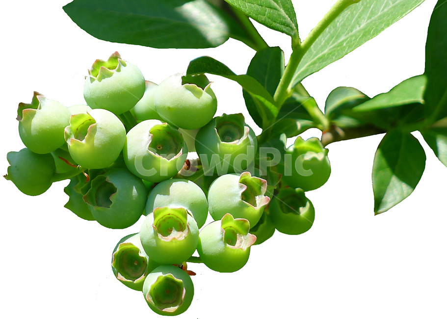 plant,식물,블루베리,과일,열매