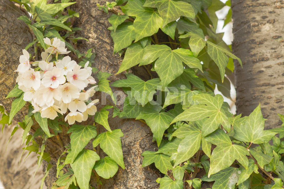 봄,벚꽃,나무,꽃,spring,flower,tree,봄,계절,spring,season,식물,자연,plants,nature,꽃,flower,plant,leaf,잎