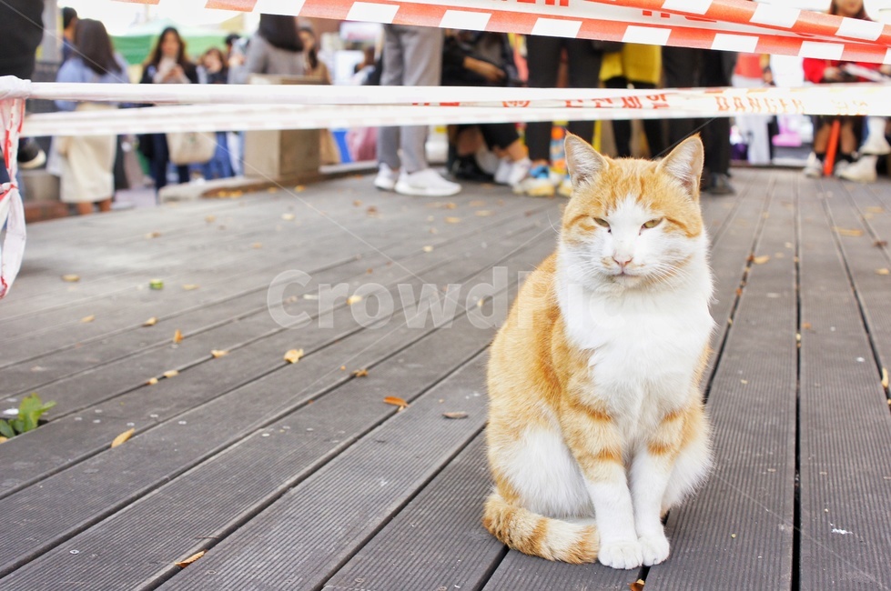 길냥이,고양이,길고양이,유기동물,겨울,쓸쓸한,cat,straycat,animal,동물,사람,인파,pet,cats,낙엽,동물,animal,포유류,mammal,고양이,cat,kitten,kitty