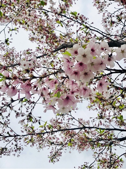 벚꽃,꽃,flower,blossom,봄