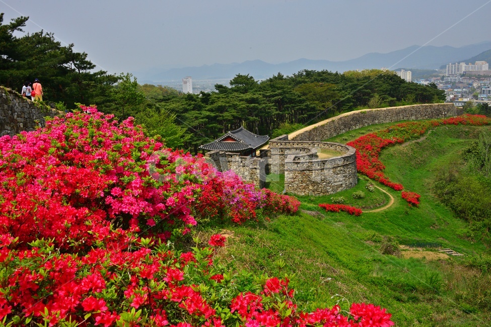 human,인간,person,사람,blossom,flower,꽃,plant,식물,outdoors,옥외,자연,경치,경관,풍경,봄,계절,고창,고창읍성,모양성,유적지,문화재,철쭉,삘강꽃,철쭉꽃,만개