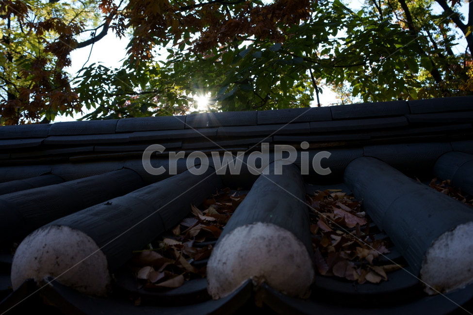 가을,궁궐,낙엽,기와,전통,단풍,koreatraditional,koreapalace,autumn,koreaautumn,autumnleaves,nature,colorful