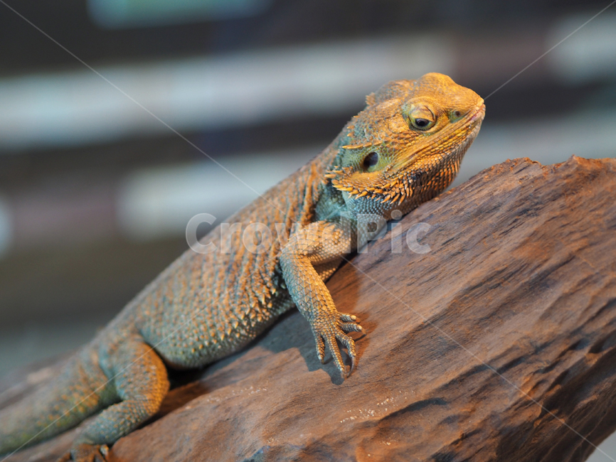 이구아나,도마뱀,동물원,파충류,동물,animal,파충류,양서류,reptile,amphibian