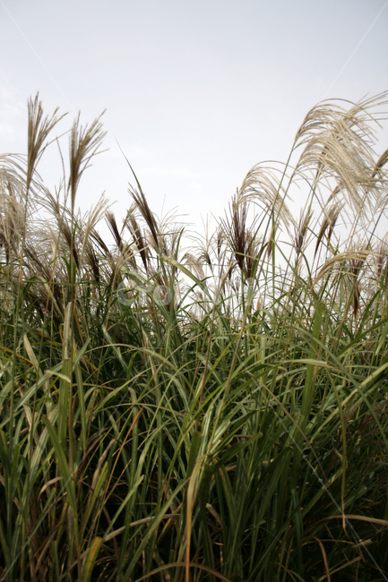 가을,억새,식물,억새풀,풀,가을,계절,fall,autumn,season,식물,자연,plants,nature,grass,잔디,plant