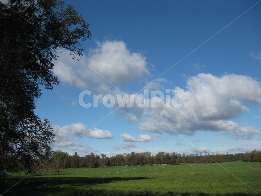 야외,plant,식물,grass,잔디,nature,자연,weather,날씨,outdoors,옥외,cloud,구름,sky,하늘,cumulus,적운