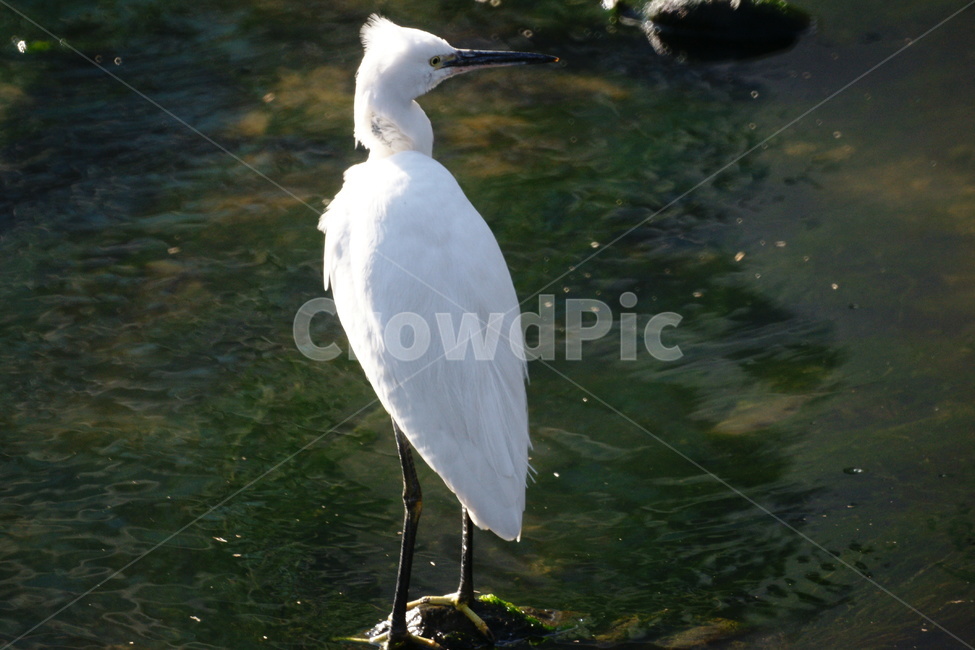 쇠백로,새,조류,하얀깃털,강,동물,animal,조류,새,birds