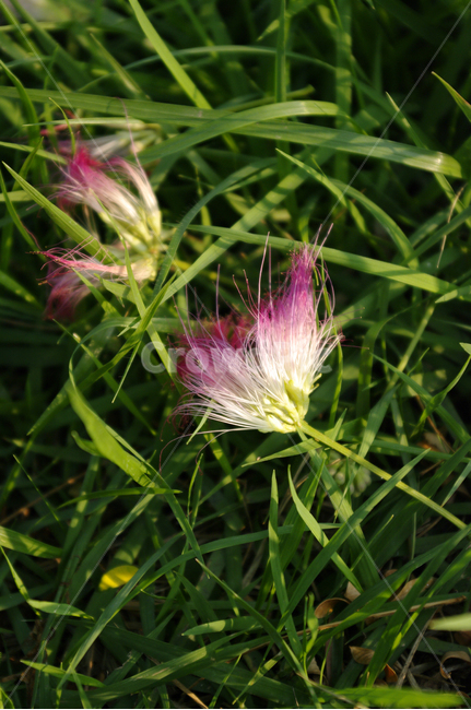 꽃,자귀나무꽃,식물,잔디,flower,plant,식물,자연,plants,nature,꽃,flower