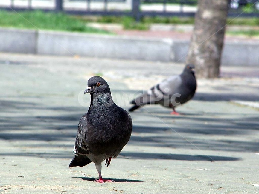새,조류,비둘기,날개,bird,동물,animal,조류,새,birds