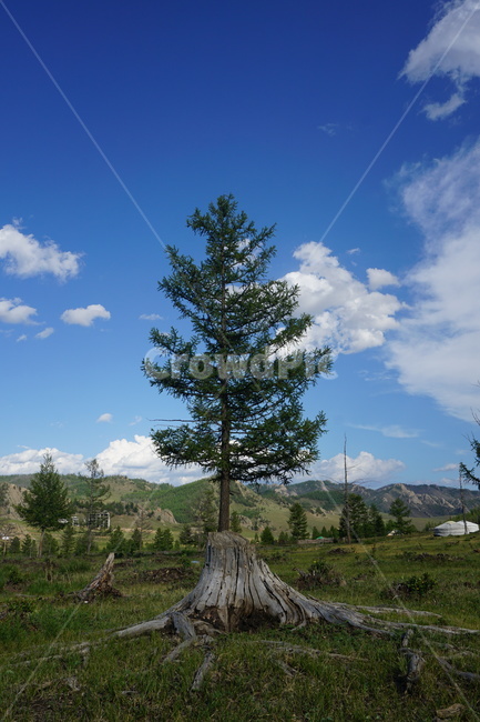 몽골,나무,mongolia,하늘,삶,시간,자연,풍경,nature,landscape,해외,외국,세계,foreign,oversea,world,세계자연풍경,해외자연풍경,외국자연풍경,world nature landscape,tree,plant,식물,abies,아비,fir,전나무