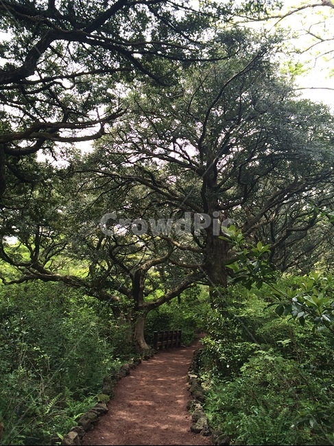 나무,tree,식물,산책,green