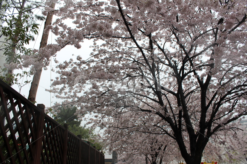 꽃,벚꽃,겹벚꽃,꽃나무,봄,봄비,sprng,계절,비,rain,rainy,빗방울,흐림,flower