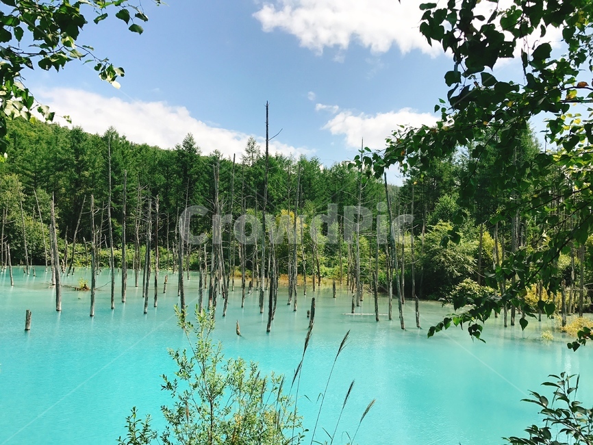 Aoiike,Cheongui Lake,Lake Biei,nature,Emerald,Hokkaido,water