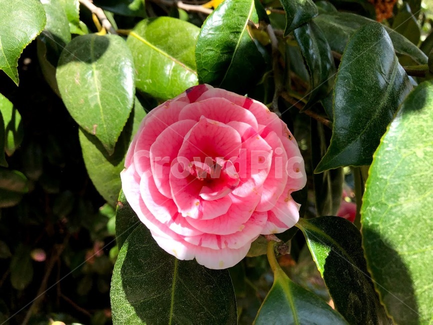 꽃,봄꽃,flower,꽃잎,pink,분홍,장미