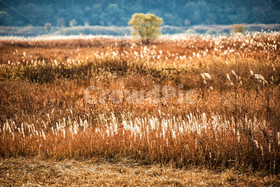 억새,가을,가을들판,들판,풍경,가을풍경,가을,계절,fall,autumn,season,자연,풍경,nature,landscape,field,들,grass,잔디,plant,식물,outdoors,옥외,grassland,목초지