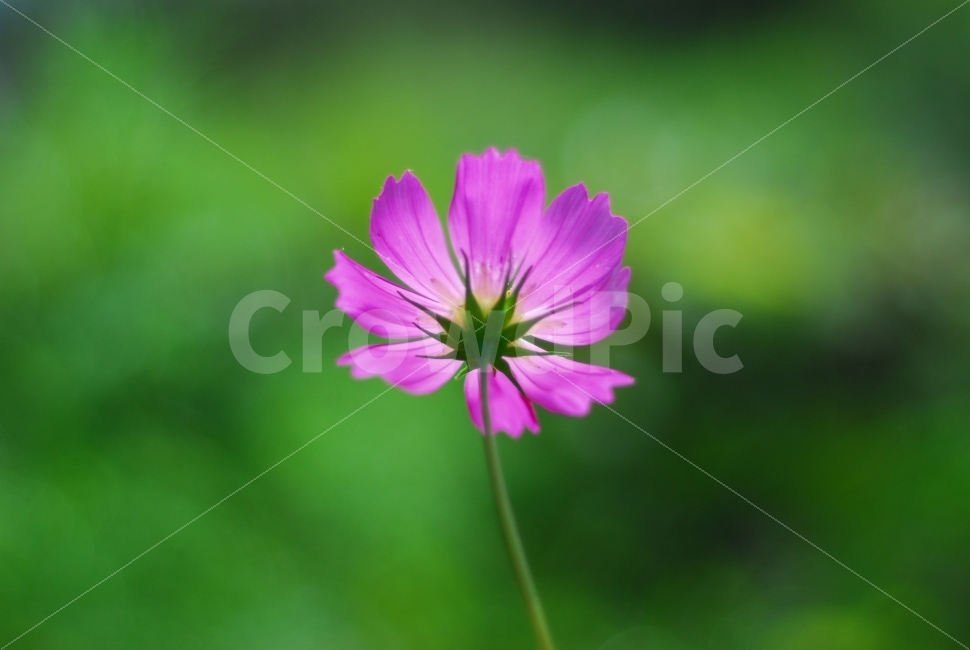 코스모스,꽃,가을꽃,단아한,싱그러움,식물,자연,plants,nature,꽃,flower