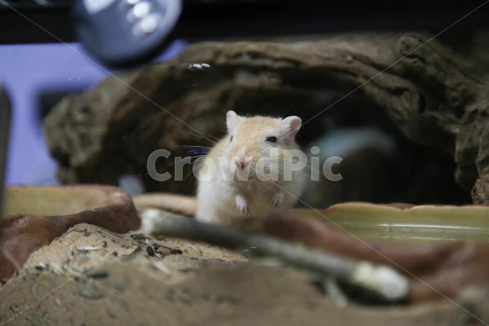 동물,햄스터,애완동물,pet,animal,동물,animal,포유류,mammal