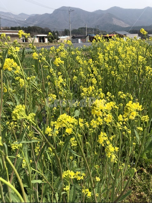 plant,식물,field,들,grassland