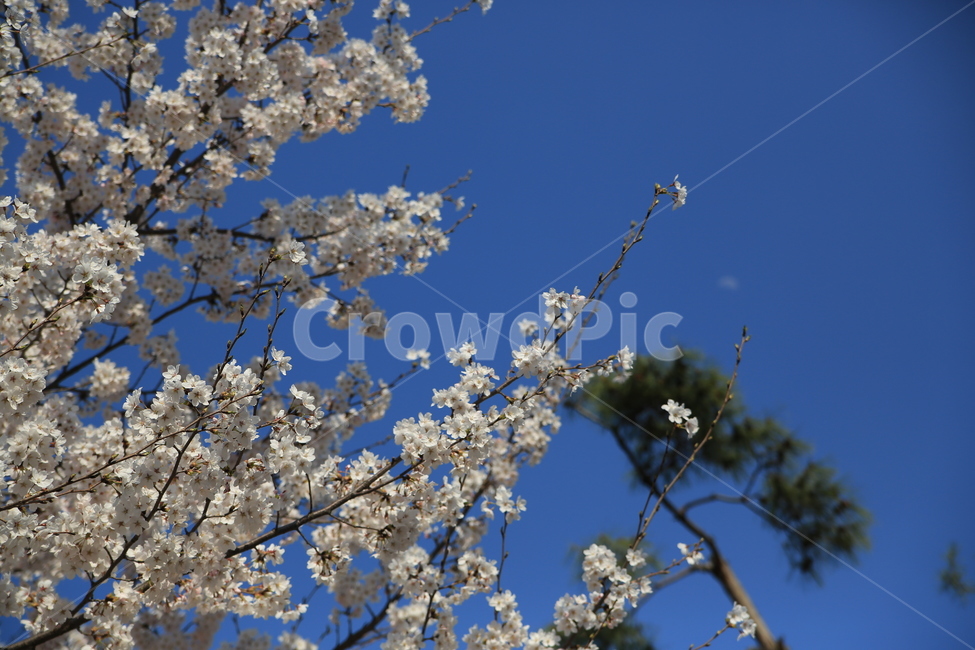 벚꽃,꽃,봄,봄꽃,하늘,벚꽃축제,식물,자연,plants,nature,꽃,flower