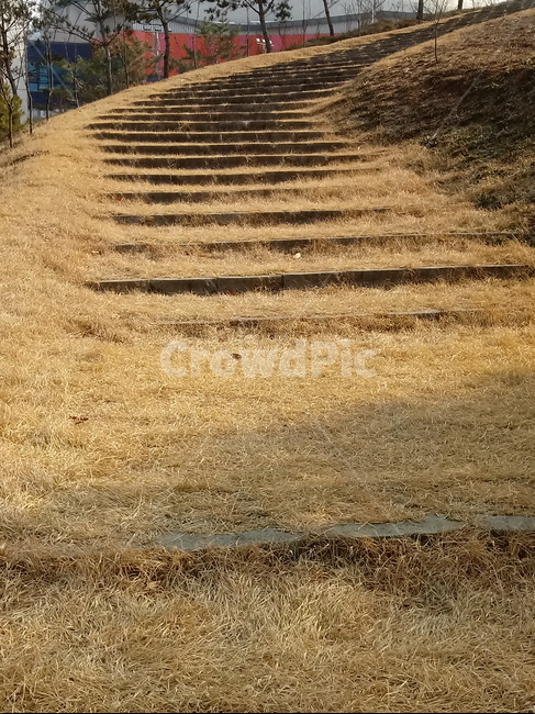 나무계단,나무,나무가지,길,산책로,통로,계단,잔디