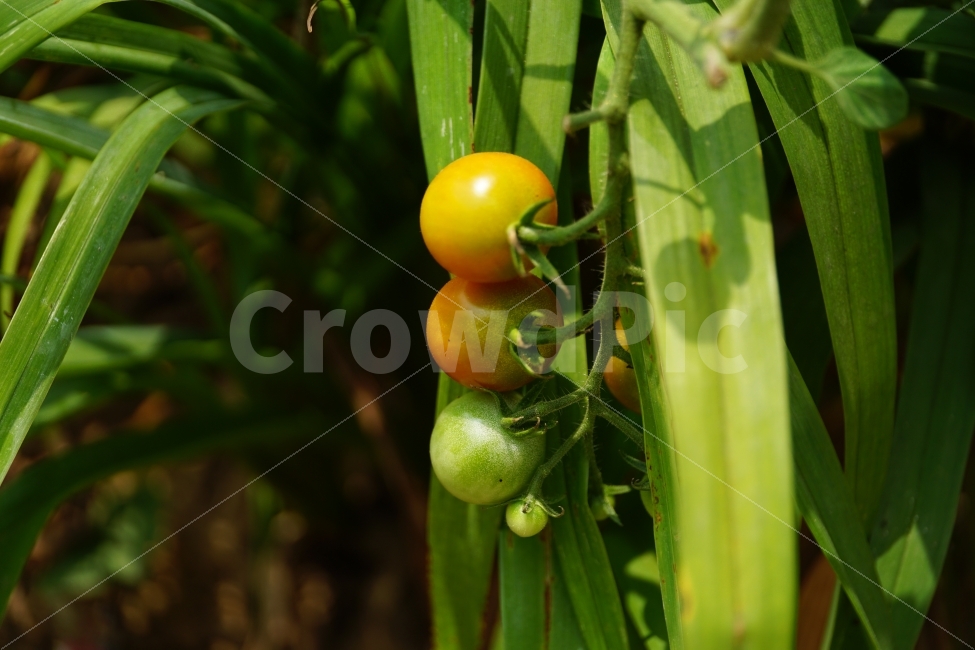 방울토마토,방울,토마토,과일,열매,fruit,야채,식물,자연,nature,summer,여름,감성,감성사진,힐링,힐링사진,식재료,식자재,농산물,농작물,생산,재배,과실,비타민,채소,맛있는,맛있다,tomato,vegetable,farm,farmer,수확,시골,밭,스냅,스냅사진,스넵,스넵사진,snap,한국의자연,한국자연,한국풍경,여름꽃,snapshot,plant,plants,음식,식재료,요리,food,cook,meal,dishes,food reserves,채소,야채,vegetables