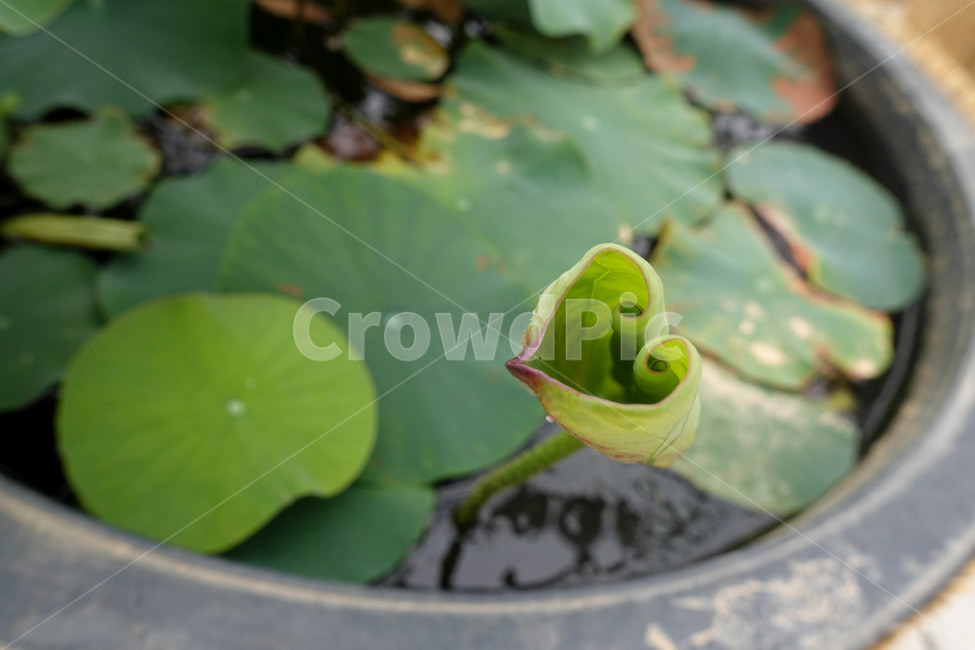 연꽃,연등,사찰,하트모양,연잎,plant,식물,flower,꽃,식물,자연,plants,nature,꽃,flower
