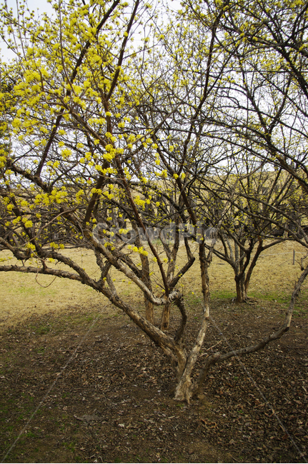 산수유,자연,nature,꽃,flower,나무,식물,plant,봄,spring,계절,봄,계절,spring,season,자연,풍경,nature,landscape,tree,tree trunk,나무 줄기,ground,바닥