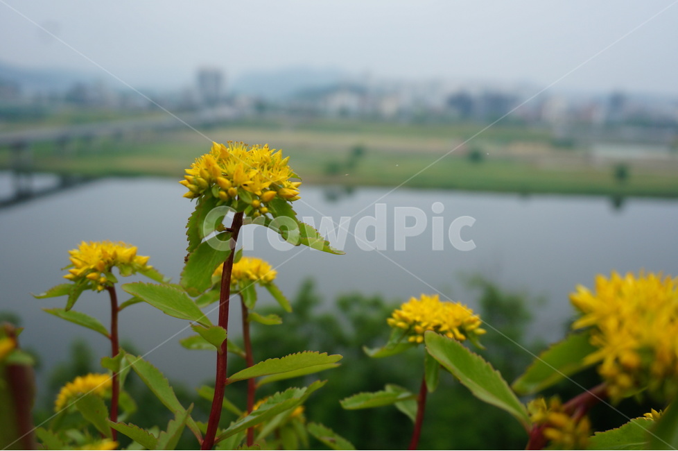 자연,꽃,노란색,꽃밭,flower,식물,자연,plants,nature,꽃,flower