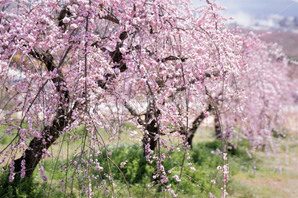 봄,꽃,매화꽃,자연,식물,나무,핑크,따뜻함,계절,nature,spring,season,tree,pink,flower,봄,계절,spring,season,꽃,flower,plant,blossom