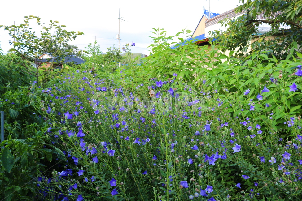 꽃,도라지꽃,도라지,식물,야생화,보라색꽃,자연,들꽃,식물,자연,plants,nature,꽃,flower