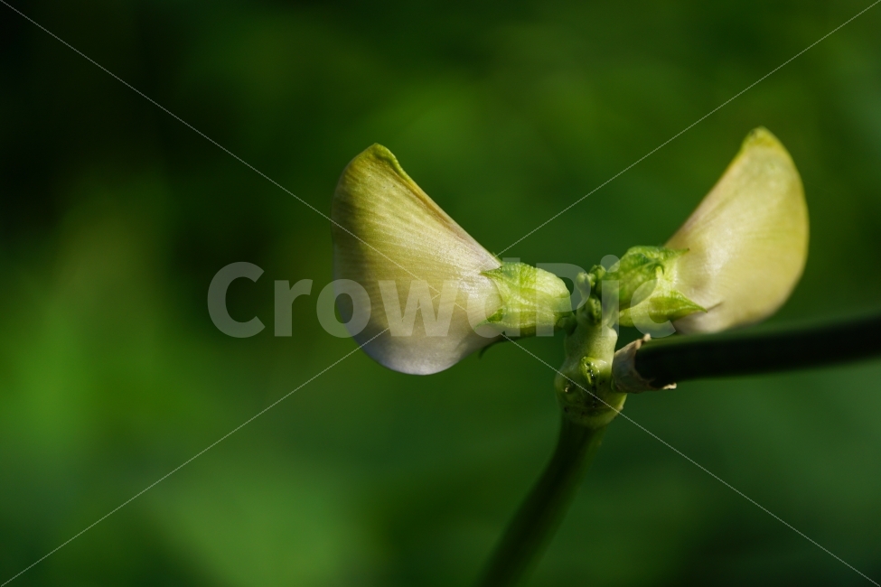 동부콩,완두콩,콩,식물,자연,이파리,여름,식재료,요리재료,식자재,nature,summer,green,녹색,줄기,접사,콩꽃,꽃사진,플라워,flower,농작물,농산물,농촌,시골,재배,수확,농업,country,macro,신비,감성,감성사진,힐링,힐링사진,콩밭,스냅,스냅사진,스넵,스넵사진,snap,bean,soya,pea,색깔,칼라,color,고운,곱다,한국의자연,한국자연,한국풍경,식물,자연,plants,nature,꽃,flower