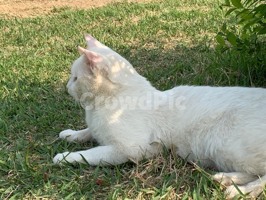 grass,잔디,고양이,cat,animal,동물,outdoors,옥외,야외,자연,nature,plant,식물,야생동물,wildanimals,동물,animal,포유류,mammal,고양이,cat,kitten,kitty