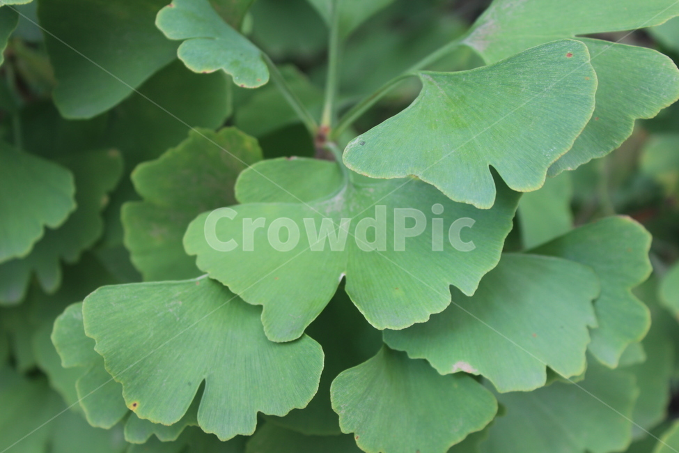leaf,잎,plant,식물,은행잎,식물,자연,plants,nature