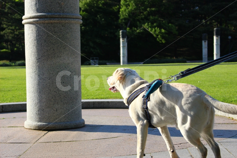 유원지,공원,애완동물,강아지,개,올림픽공원,동물,animal,개,강아지,dog,doggy,포유류,mammal